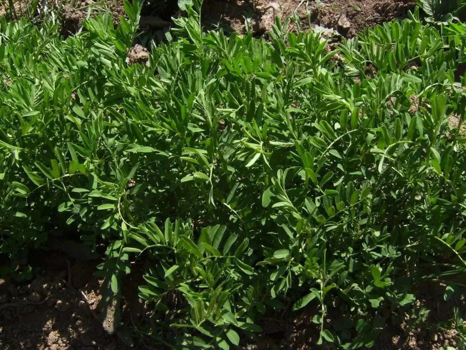 Lentils  Seeds - Green (Lens esculenta)  Pure, Organic, heirloom seeds,Untreated, Non-GMO, Pesticide Free - Caribbean garden seed