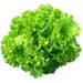 Lolla Biondi Lettuce , VEGETABLE SEEDS - Caribbean garden seed