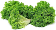 Lolla Biondi Lettuce , VEGETABLE SEEDS - Caribbean garden seed