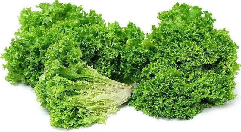 Lolla Biondi Lettuce , VEGETABLE SEEDS - Caribbean garden seed