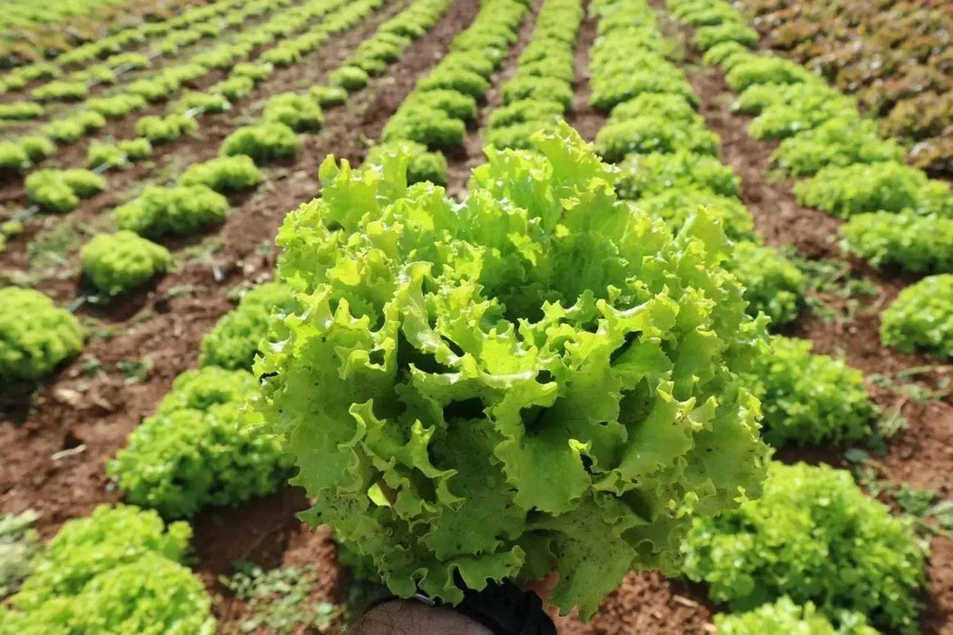 Lolla Biondi Lettuce , VEGETABLE SEEDS - Caribbean garden seed