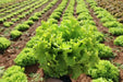 Lolla Biondi Lettuce , VEGETABLE SEEDS - Caribbean garden seed