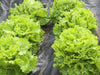 Lolla Biondi Lettuce , VEGETABLE SEEDS - Caribbean garden seed