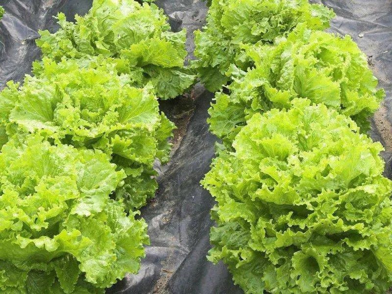 Lolla Biondi Lettuce , VEGETABLE SEEDS - Caribbean garden seed
