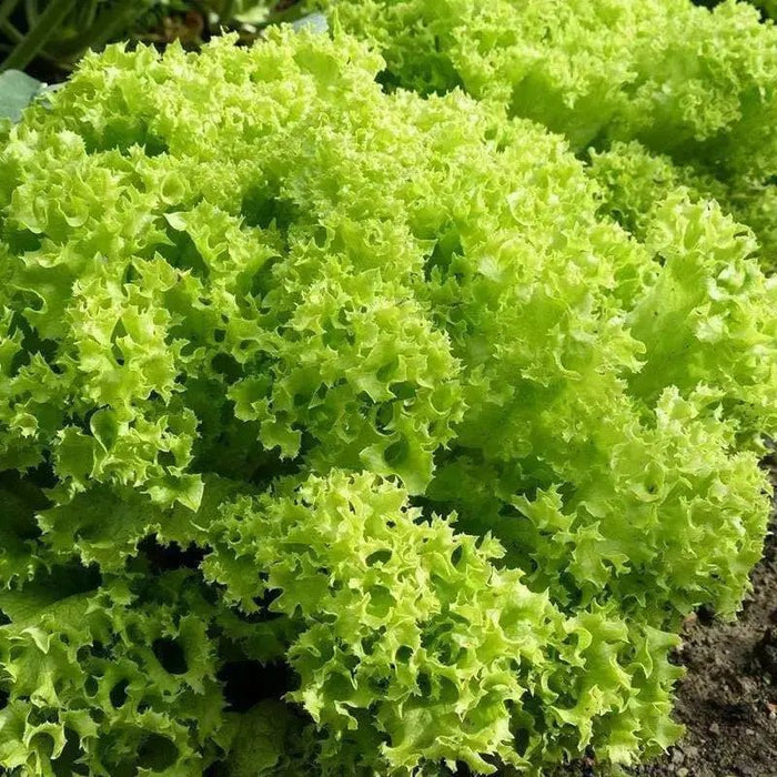 Lolla Biondi Lettuce , VEGETABLE SEEDS - Caribbean garden seed