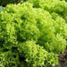 Lolla Biondi Lettuce , VEGETABLE SEEDS - Caribbean garden seed