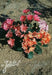 LEWISIA Cotyledon-Hybr. [Galaxy Mix]Flowers Seeds, (Yellow ),Great In Container, Perennial. - Caribbean garden seed