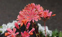 Lewisia cotyledon ‘Sunset Strain’Flowers Seeds, (Yellow ),Great In Container, Perennial. - Caribbean garden seed