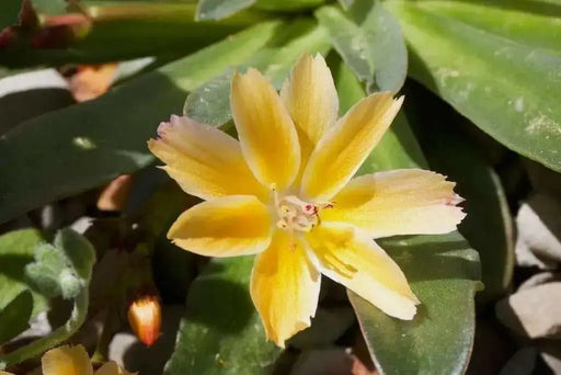 Lewisia longipetala 'Little Mango' (Little Mango Bitterroot) Flowers Seeds, Great In Container, Perennial. - Caribbean garden seed