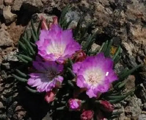 lewisia rediviva (rose, to deep pink Flowers Seeds,) Perennial. - Caribbeangardenseed