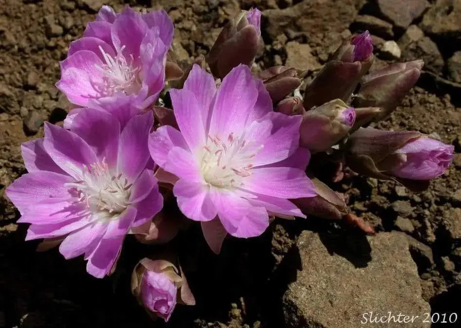 lewisia rediviva (rose, to deep pink Flowers Seeds,) Perennial. - Caribbeangardenseed