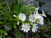 Lewisia tweedyi 'Alba',(white ) Flowers Seeds, ,Great In Container, Perennial. - Caribbeangardenseed