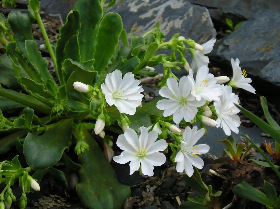 Lewisia tweedyi 'Alba',(white ) Flowers Seeds, ,Great In Container, Perennial. - Caribbeangardenseed