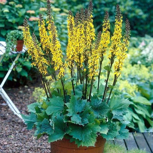 Ligularia Przewalskii’ ( 2 year division, Bareroot plant ) Parennial Shrub - Caribbeangardenseed