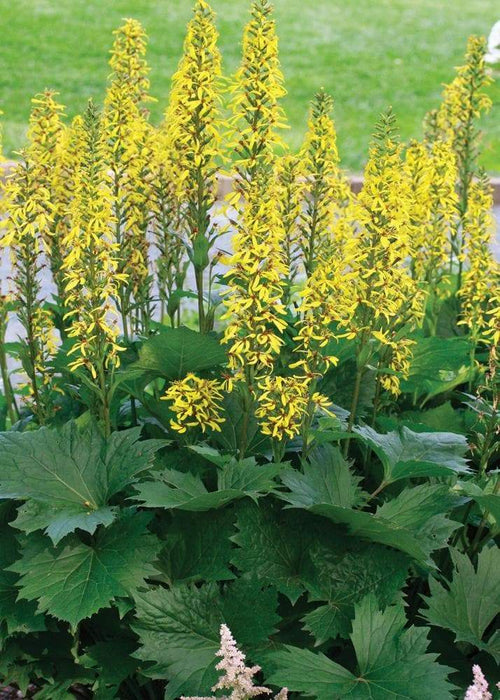 Ligularia The Rocket ( 2 year division, Bareroot plant ) Parennial Shrub - Caribbeangardenseed