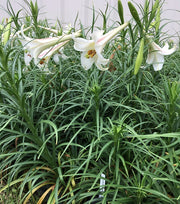 Philippine Lily SEEDS - Lilium philippinense - Caribbean garden seed