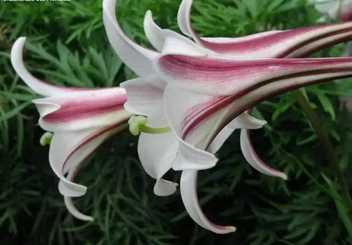 Lilium formosanum var. pricei (Seeds) Dwarf Formosa Lily, Perennial, Rock garden,suitable for cutting,often flower the first year from seedâ - Caribbeangardenseed