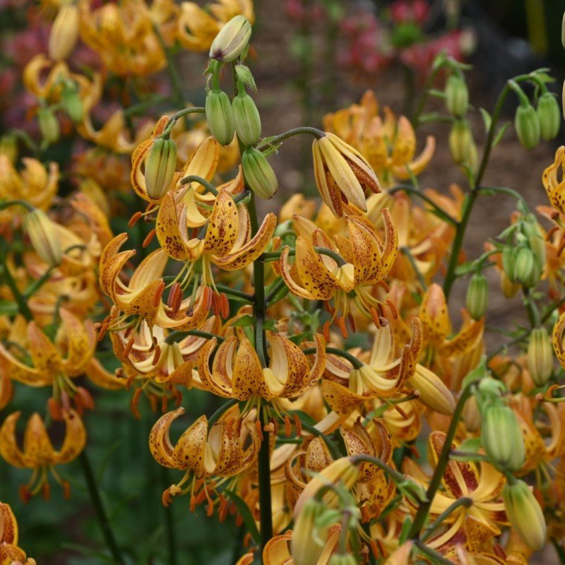 Lilium martagon 'Painted Ladies' - Flowers seed - Caribbean garden seed