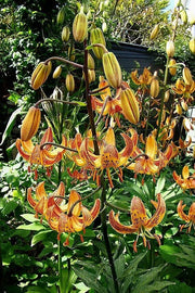Lilium martagon 'Painted Ladies' - Flowers seed - Caribbean garden seed