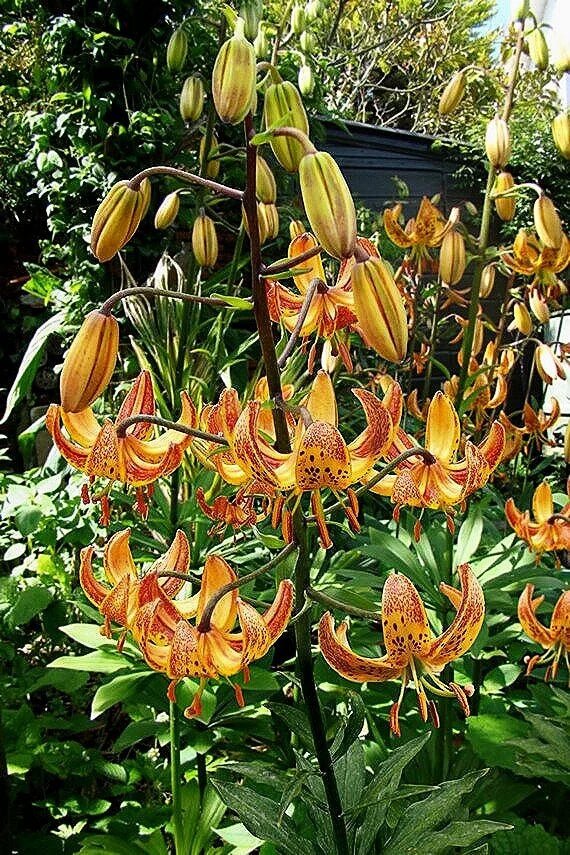 Lilium martagon 'Painted Ladies' - Flowers seed - Caribbean garden seed