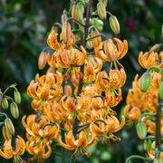 Lilium martagon 'Painted Ladies' - Flowers seed - Caribbean garden seed