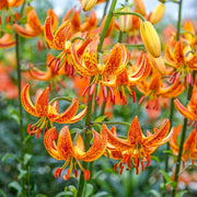 Lilium martagon 'Painted Ladies' - Flowers seed - Caribbean garden seed