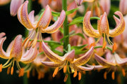 Lilium martagon 'Painted Ladies' - Flowers seed - Caribbean garden seed