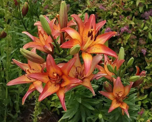 Lilium Royal Sunset ,Hybrid Lily Bulbs,Great for cut flowers - Caribbean garden seed