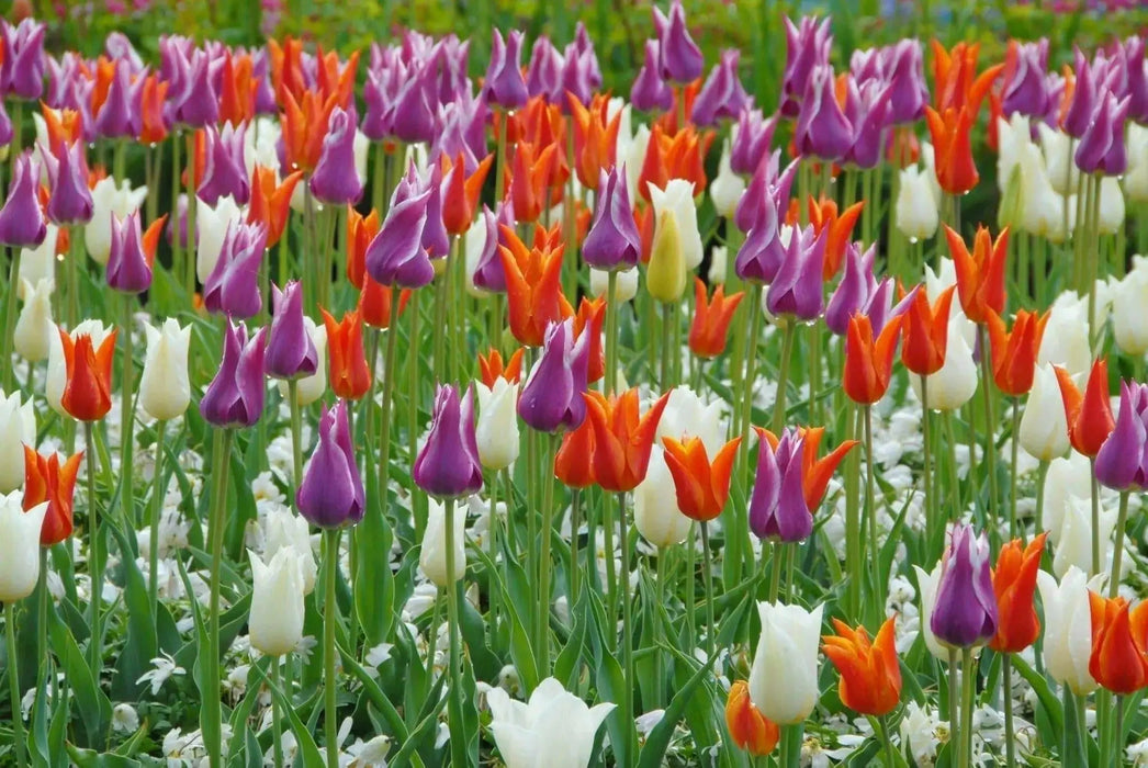 Lily-Flowering Tulip 'Mix',  ( Bulbs) NOW SHIPPING - Caribbean garden seed