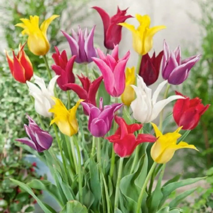 Lily-Flowering Tulip 'Mix', ( Bulbs) NOW SHIPPING - Caribbeangardenseed