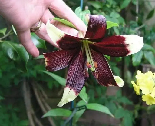 Lily of Nepal Seeds - Nepal Lily, LILIUM nepalense,Greenish-yellow/purple throat, Huge BLOOMS - Caribbeangardenseed