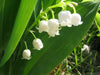 Convallaria (Lily-of-the-Valley) -White ( Plant/ Root) Shade Loving Plant. - Caribbeangardenseed