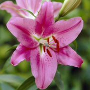 Lily-Oriental Lilium Mix - ( Bulbs)Perennial-Now Shipping !