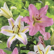 Lily-Oriental Lilium Mix - ( Bulbs)Perennial-Now Shipping !