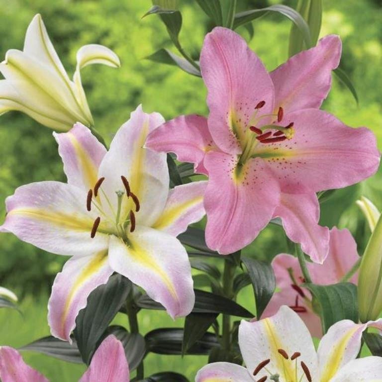 Lily-Oriental Lilium Mix - ( Bulbs)Perennial-Now Shipping !