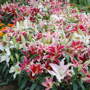 Lily-Oriental Lilium Mix - ( Bulbs)Perennial-Now Shipping !