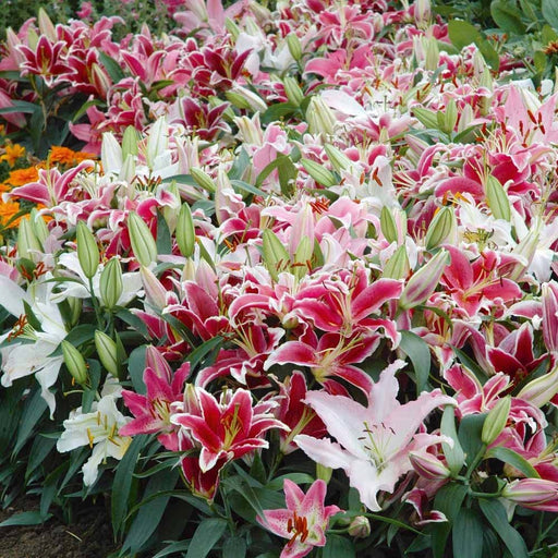 Lily-Oriental Lilium Mix - ( Bulbs)Perennial-Now Shipping !