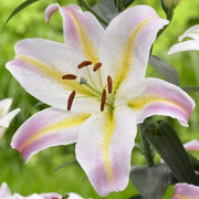 Lily-Oriental Lilium Mix - ( Bulbs)Perennial-Now Shipping !