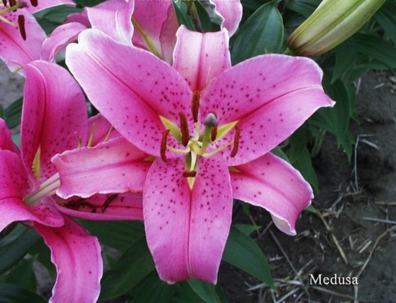 Lily-Oriental Lilium Mix - ( Bulbs)Perennial-Now Shipping !