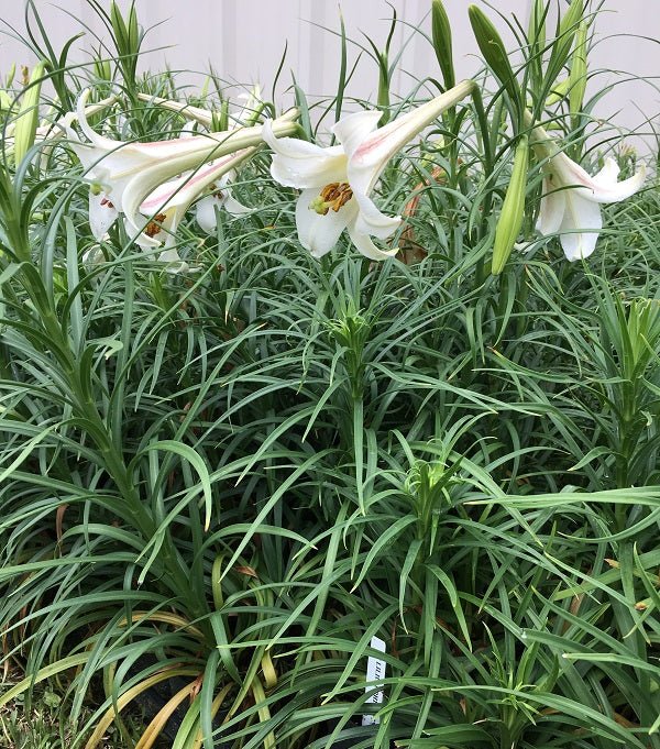 Lily Seeds (10 Seeds) Dwarf  Formosa Lily
