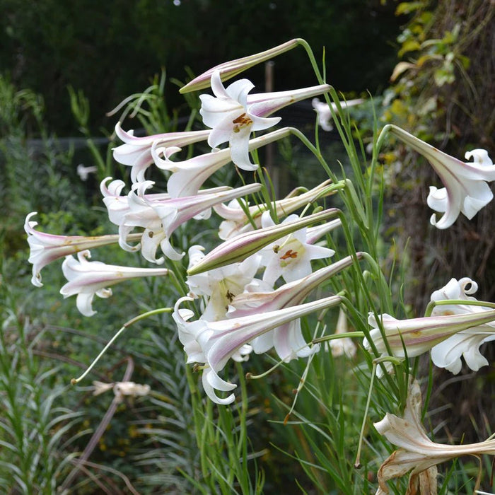Lily Seeds (10 Seeds) Dwarf  Formosa Lily