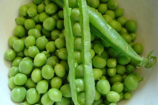 Lincoln  Garden Pea Seeds - (SHELLING Peas) will tolerate warmer climates. - Caribbean garden seed