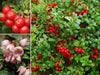 Lingonberry Seeds - Evergreen shrub, - Caribbeangardenseed