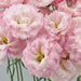 lisianthus Flowers- celeb 1 Sankura Pink - Caribbean garden seed