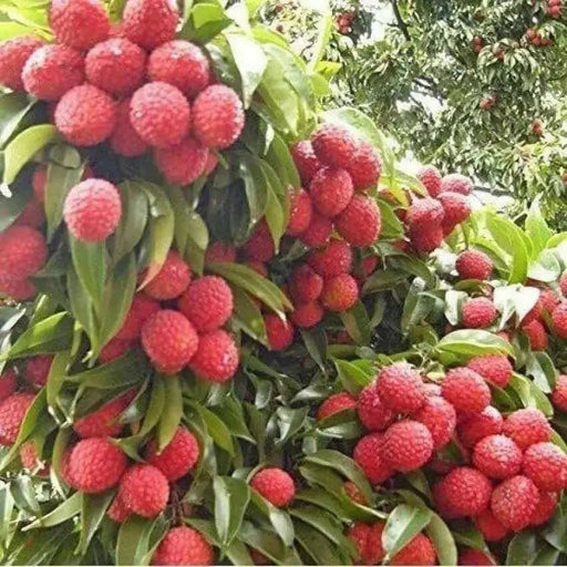 Litchi chinensis, Lychee fruit seed, chinese guinep, Perennial - Caribbean garden seed