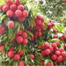 Litchi chinensis, Lychee fruit seed, chinese guinep, Perennial - Caribbean garden seed