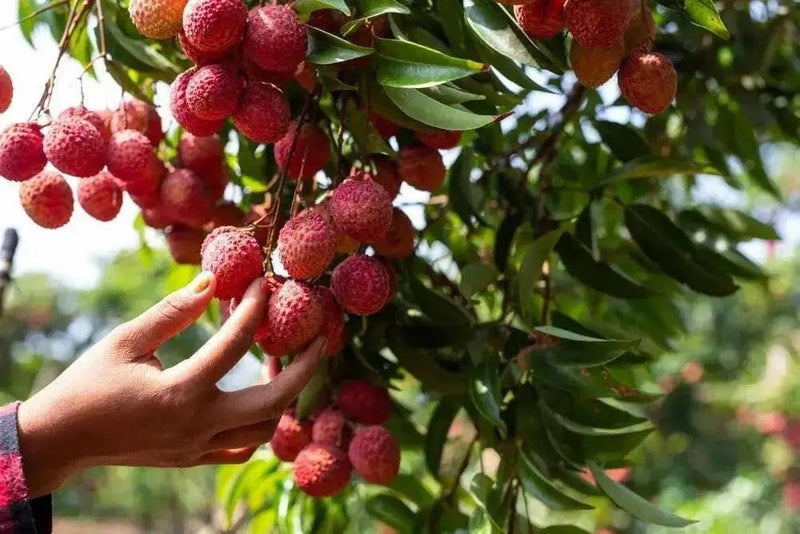 Litchi chinensis, Lychee fruit seed, chinese guinep, Perennial - Caribbean garden seed