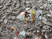 Litchi chinensis, Lychee fruit seed, chinese guinep, Perennial - Caribbean garden seed