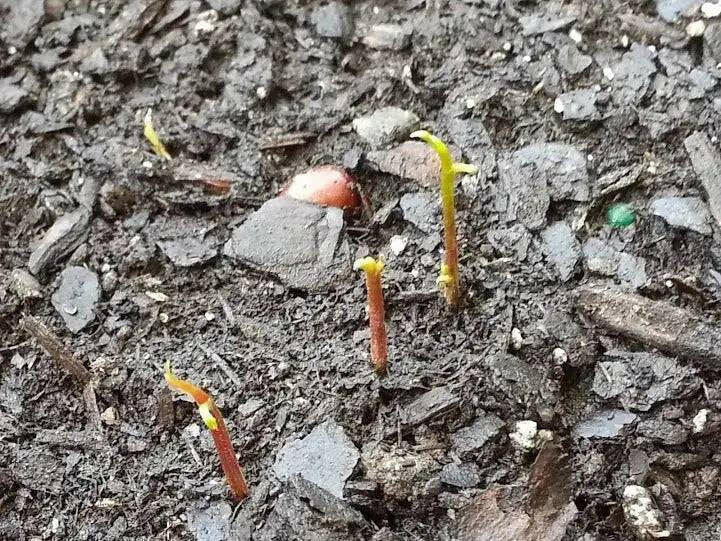 Litchi chinensis, Lychee fruit seed, chinese guinep, Perennial - Caribbean garden seed