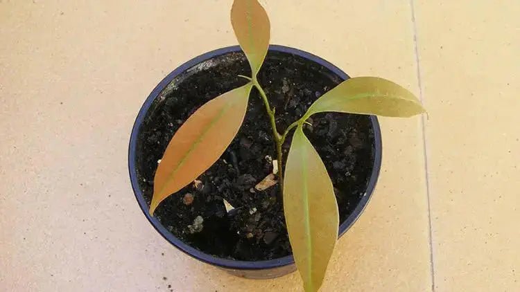 Litchi chinensis, Lychee fruit seed, chinese guinep, Perennial - Caribbean garden seed